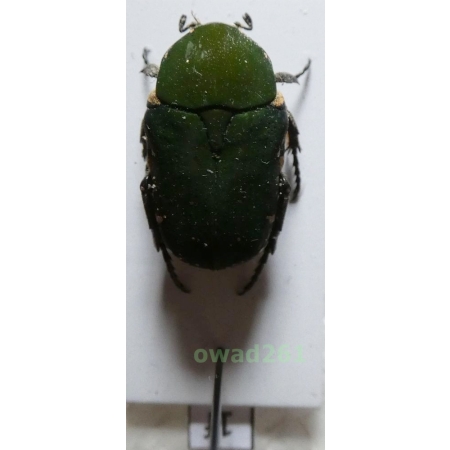 Glycyphana vernalis (Wallace, 1867) Philippines1f